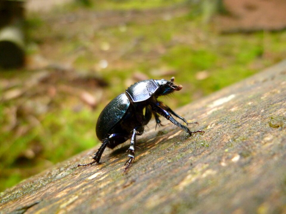 Dung beetle forest aphid