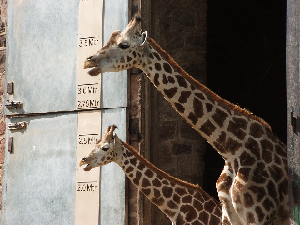 Animal animals mammals