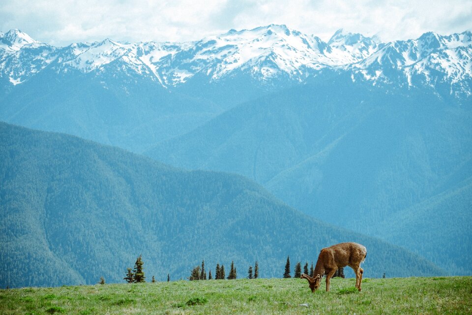 Animal wildlife landscape