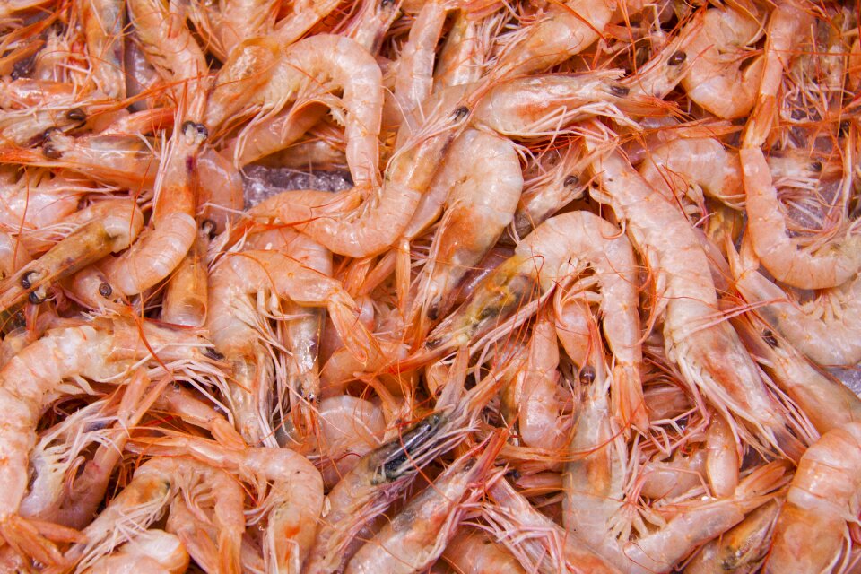 Fish market mediterranean thin shell