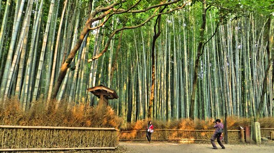 Trees forest bamboo forest photo