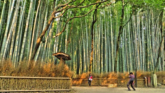 Trees forest bamboo forest