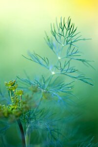 Fresh garden green photo