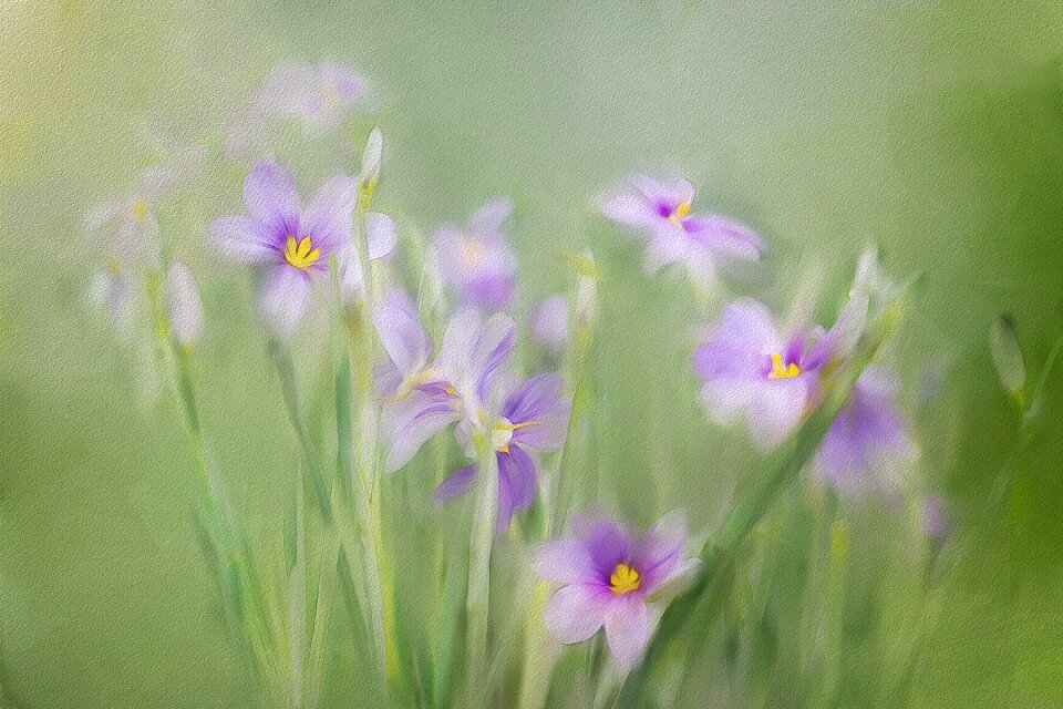 Field nature summer