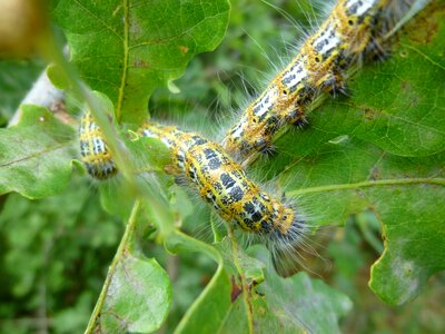 Moth mondvogel moon stain