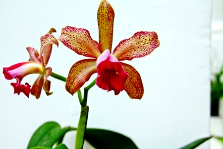 Red yellow petals photo