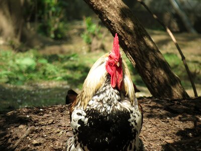 Nature poultry fowl photo