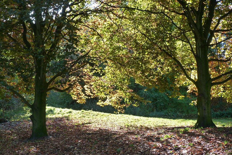 Trees nature backlighting