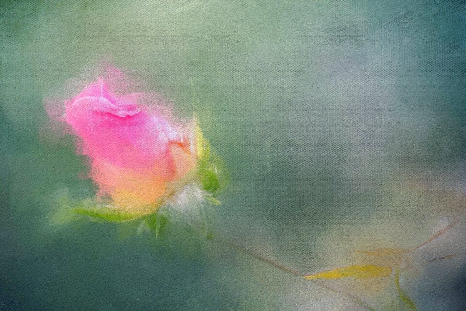 Pink petal romantic