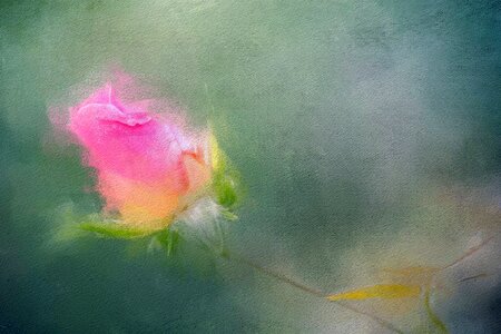 Pink petal romantic