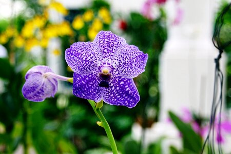 Blossoms blue violet photo