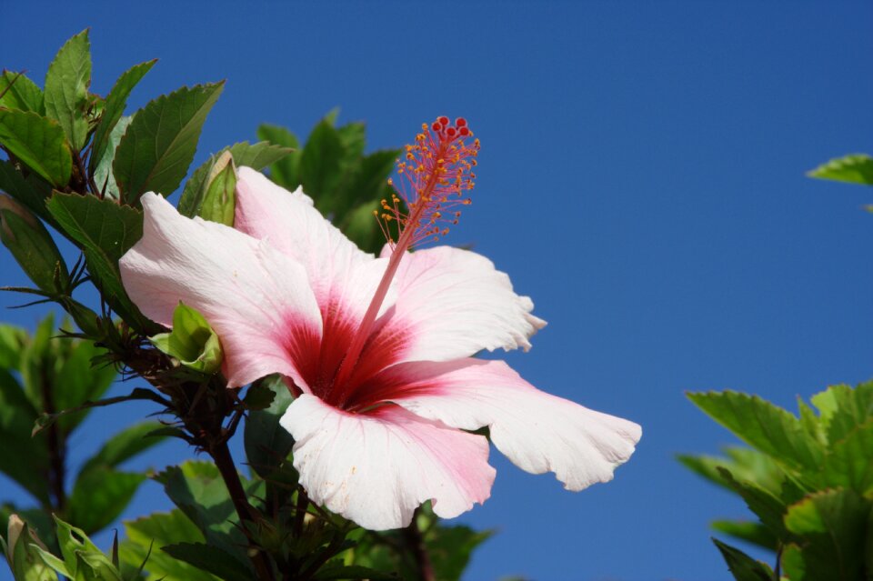 Madeira porto santo hibiscus