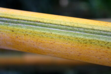 Plant bamboo cane reed photo