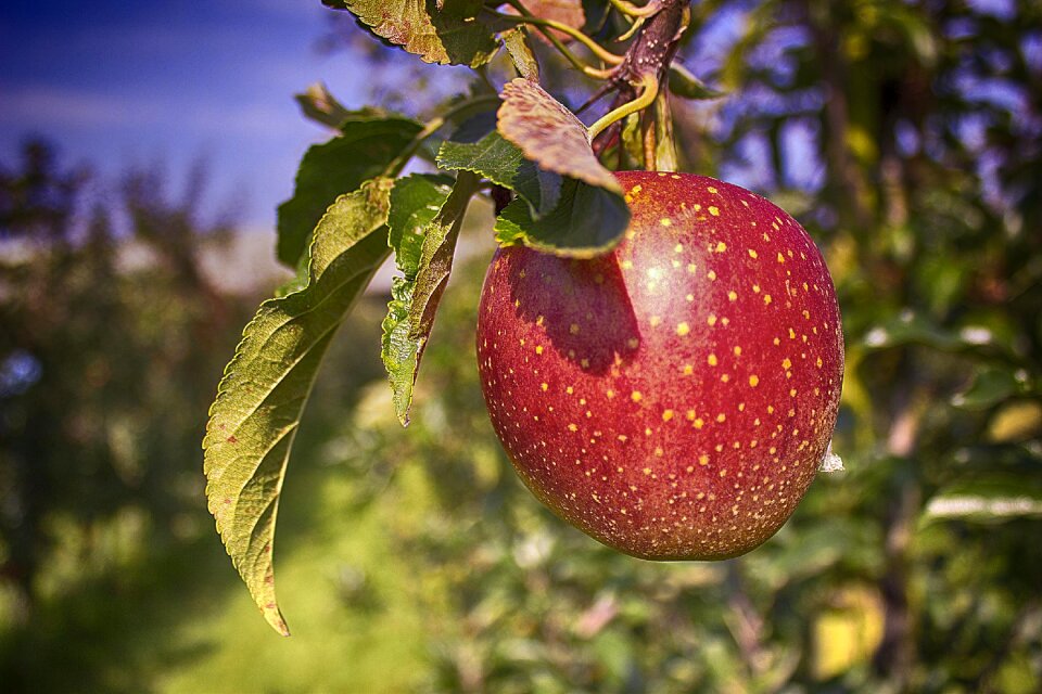Improvement orchard fruits