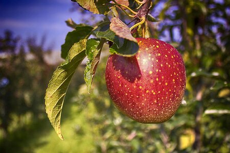 Improvement orchard fruits
