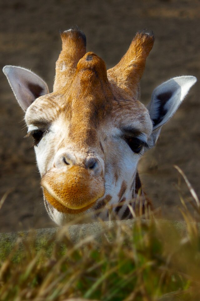 Zoo good morning animal