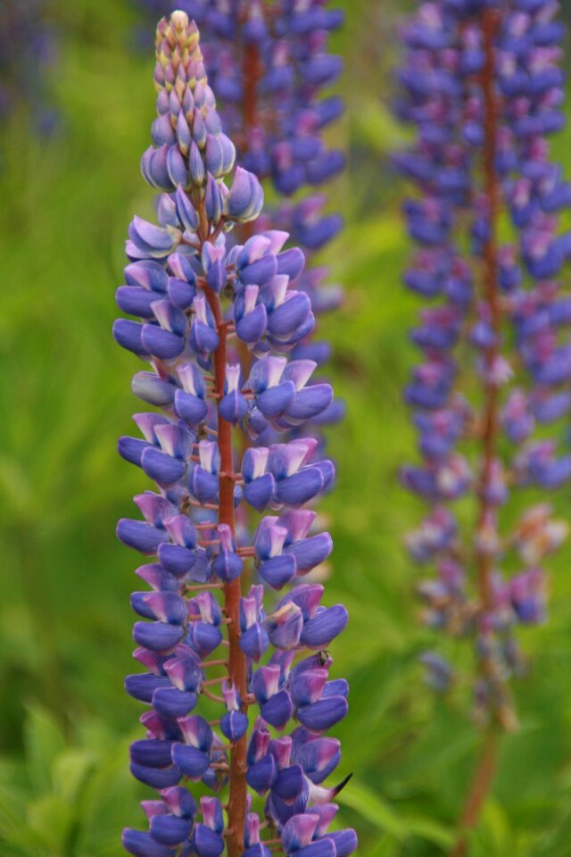 Beautiful blossom purple photo