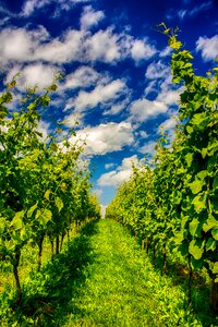 Winegrower grapes orchard