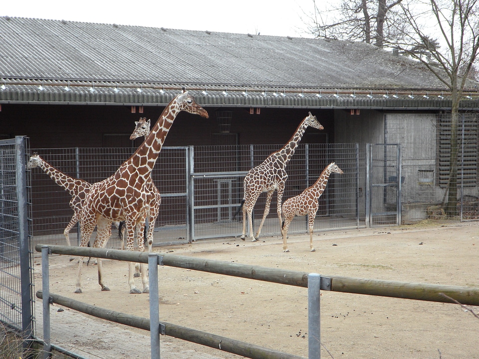 Animal wild animal animals