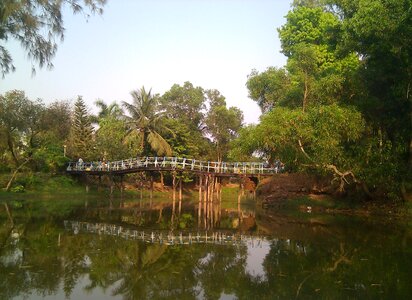 Bridge wooden forest photo