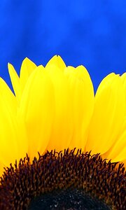 Close up yellow blue