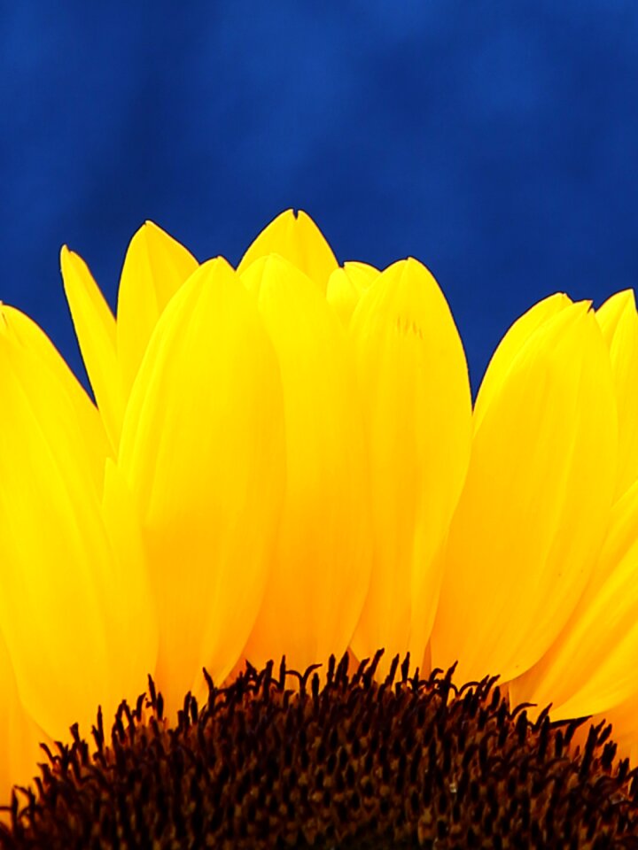 Close up yellow blue