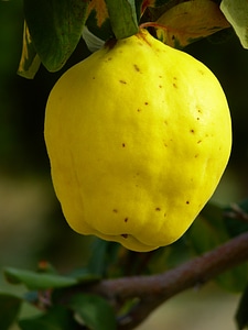 Leaf tree pome fruit photo