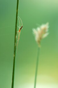 Nature insect plant photo