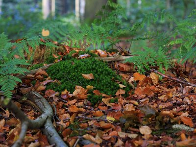 Autumn forest ground photo