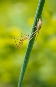 Tetragnatha strecker spider prey