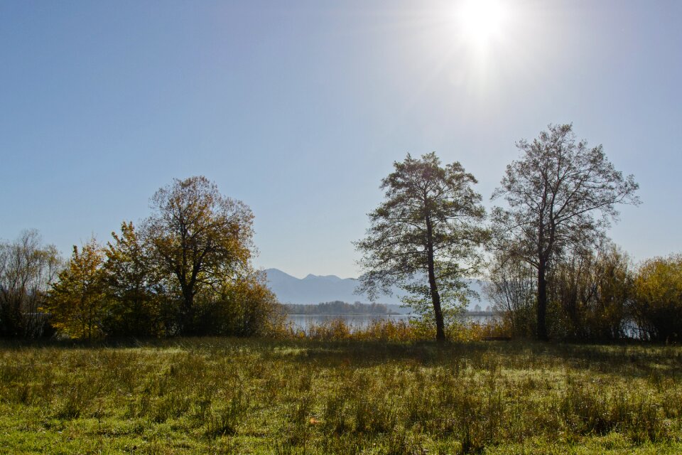 Nature trees meadow