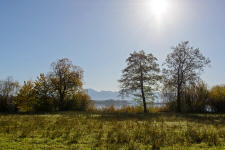 Nature trees meadow photo