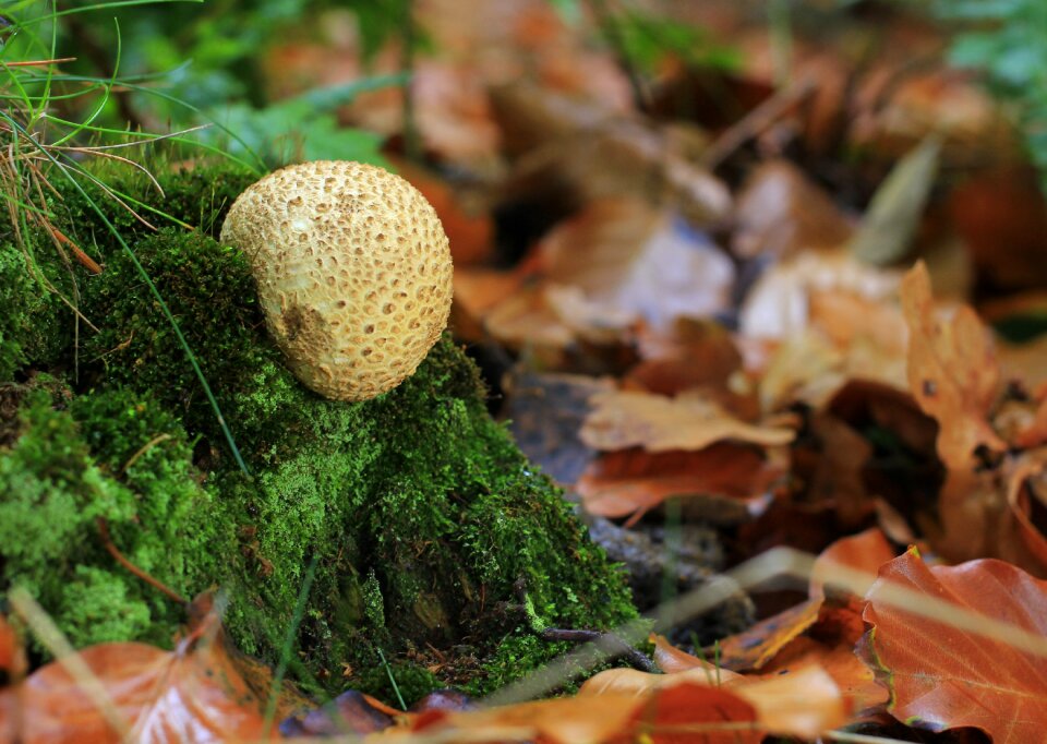 Autumn nature plant