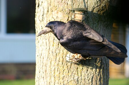 Corby corvus frugilegus beak photo