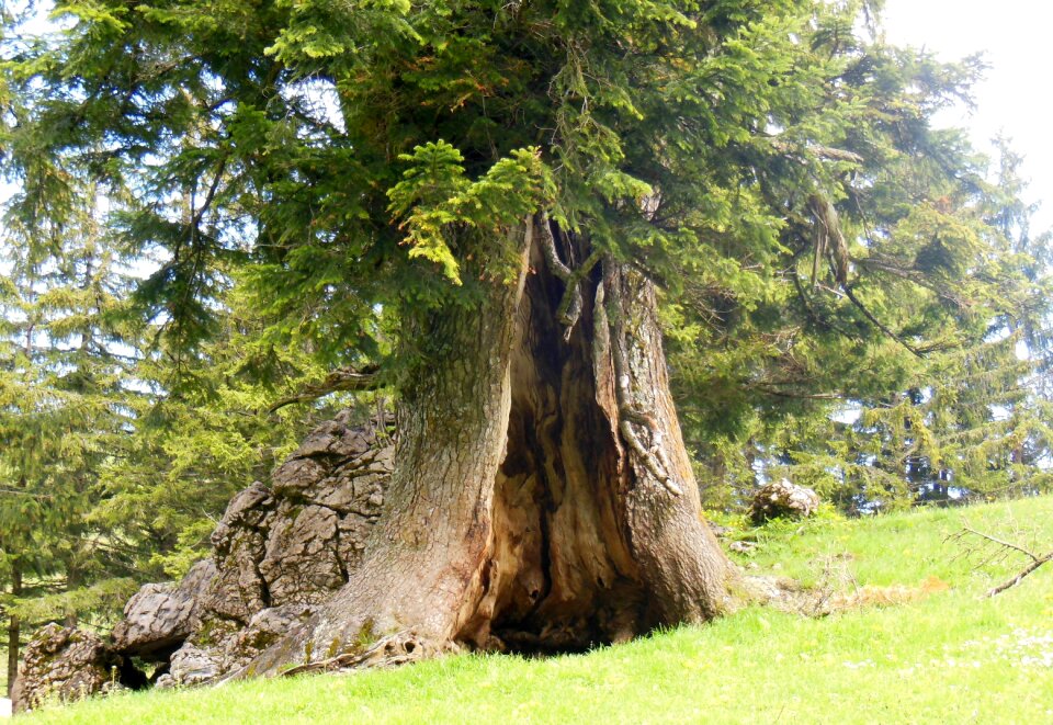 Old tree hochfelln bavaria