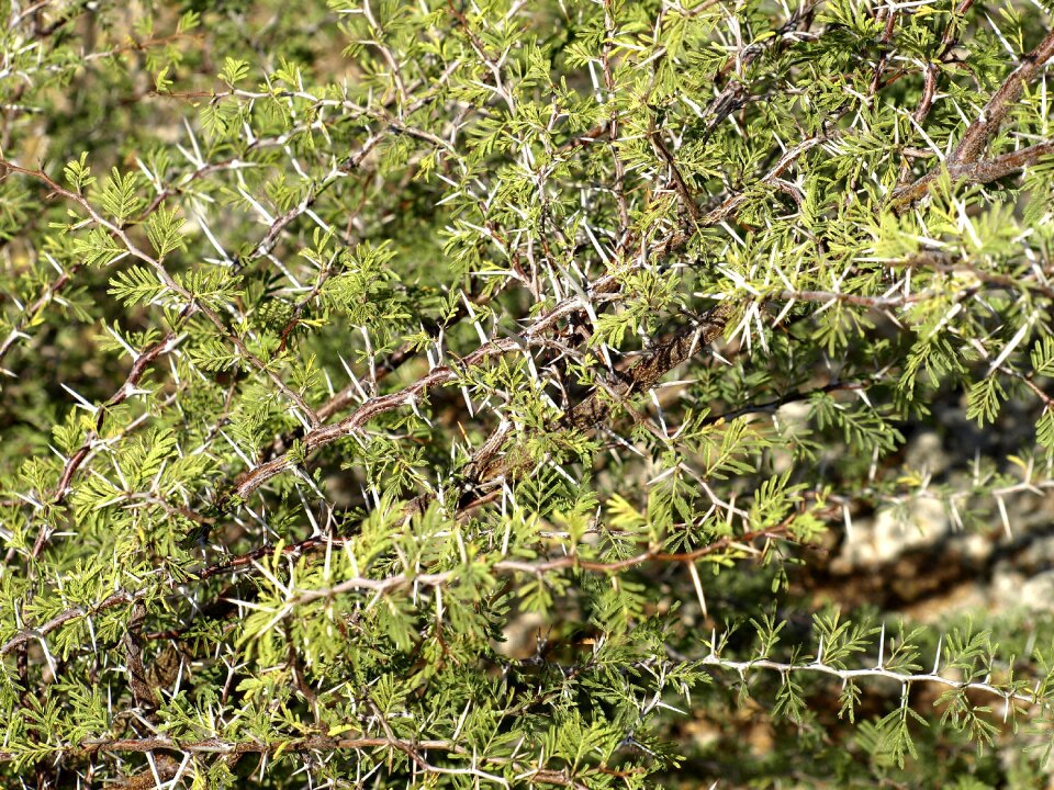 Thorn tiefenschärfe bush