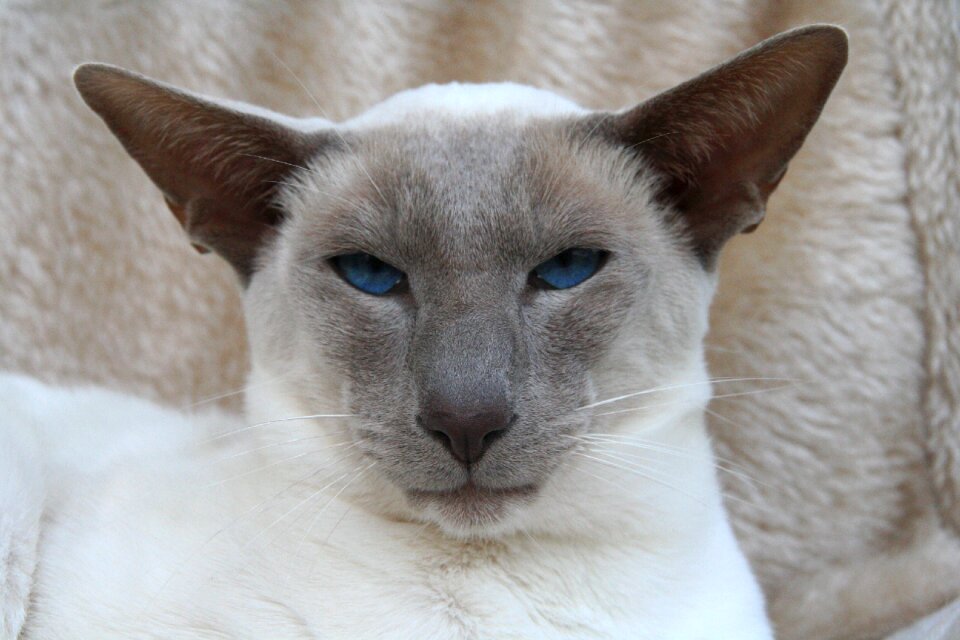 Kitten fur charming