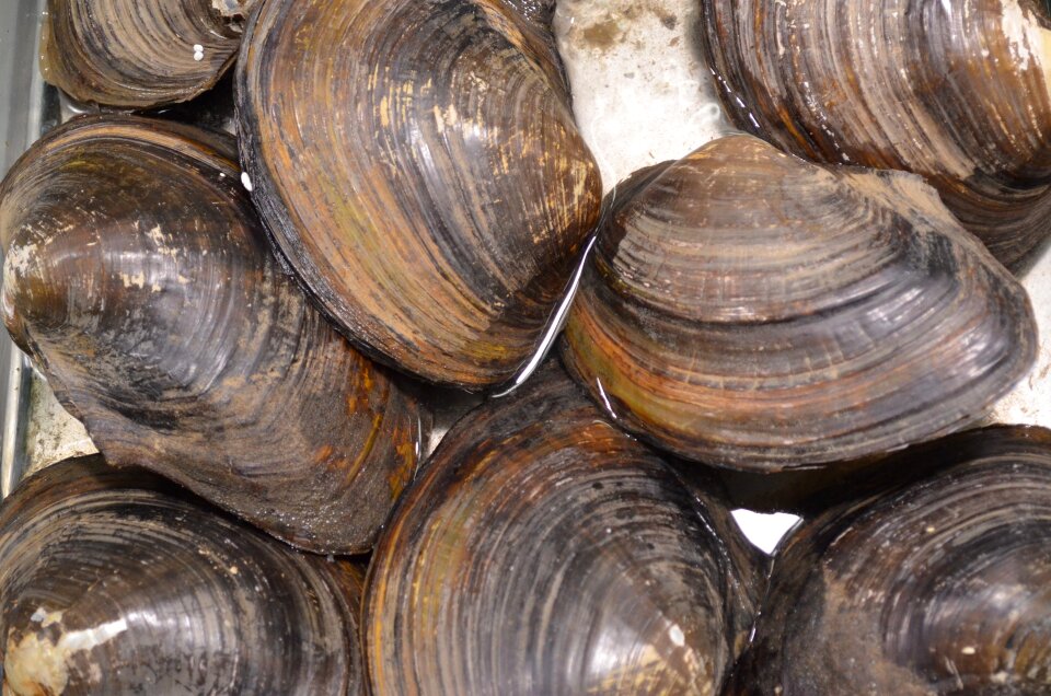 Shellfish seafood marine