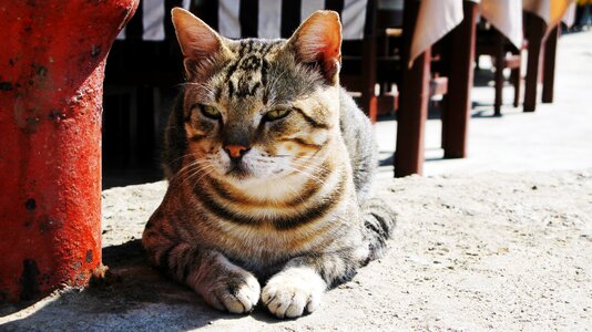 Tiger cat animal world animals