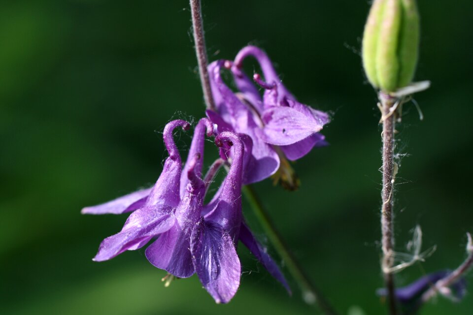 Bloom flowers garden