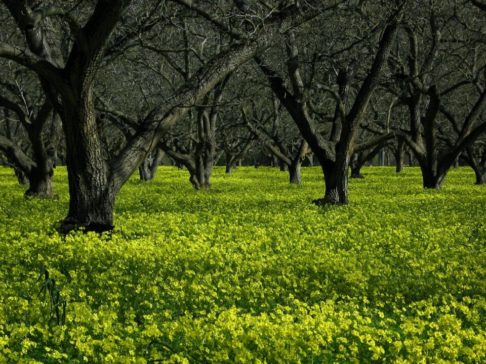 Scenic forest trees