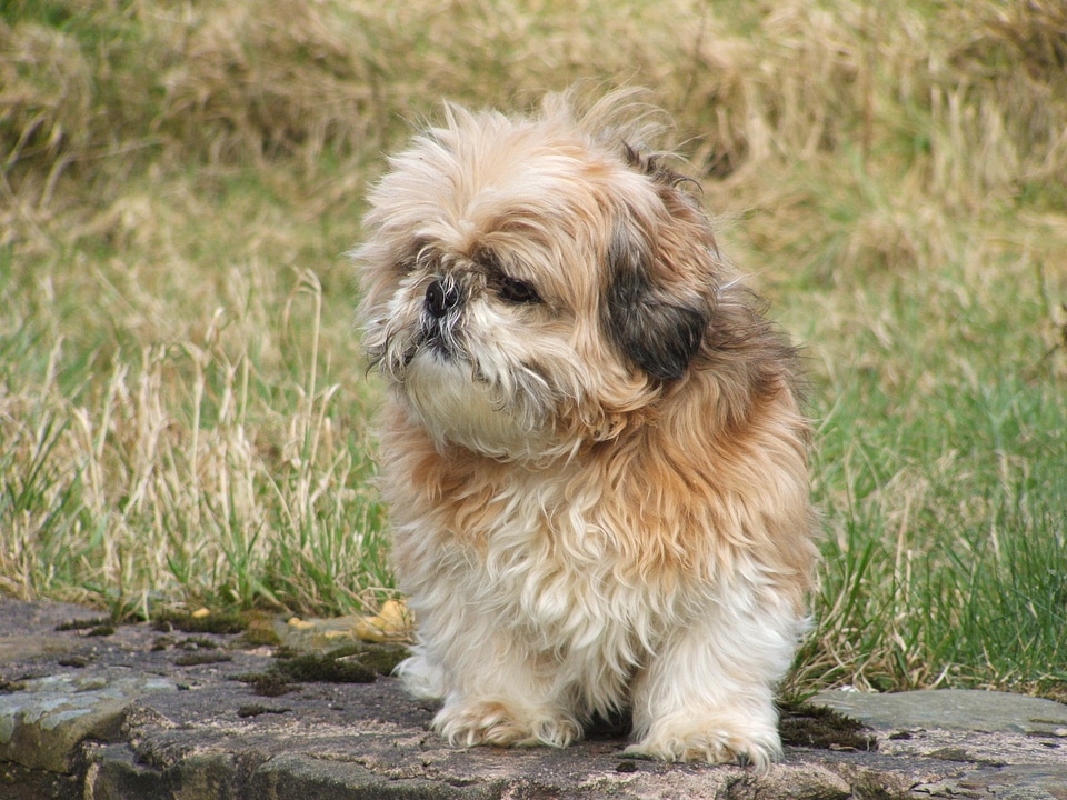 Animal outdoors small