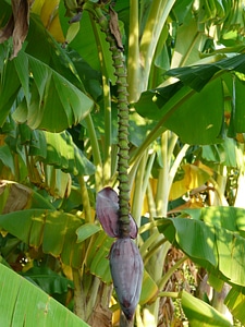 Shrub stalk close up
