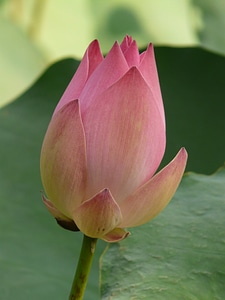 Bloom flower plant