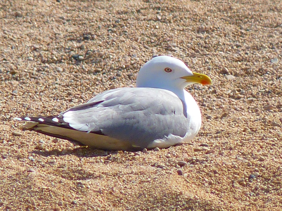 Creature nature beach