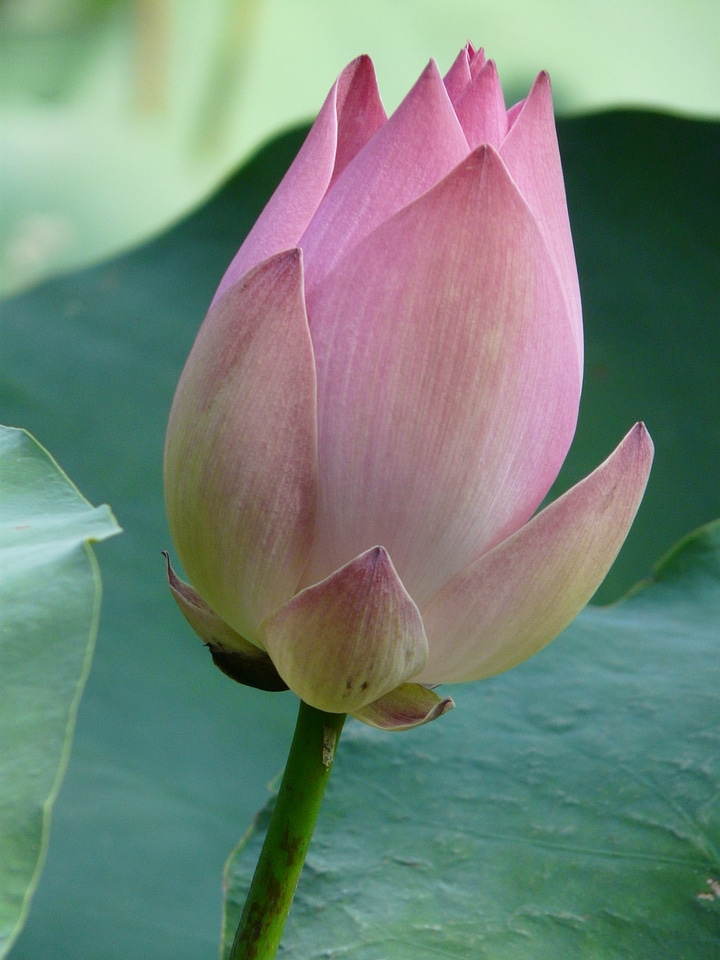 Blossom bloom pink