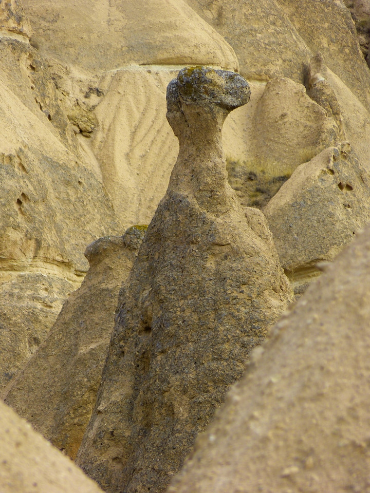 Dinosaur turkey landscape