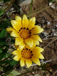 Yellow bright yellow lemon