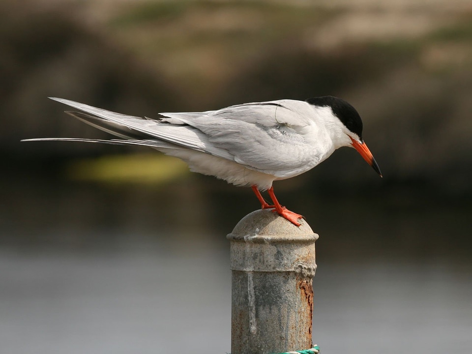Perched avian seabird