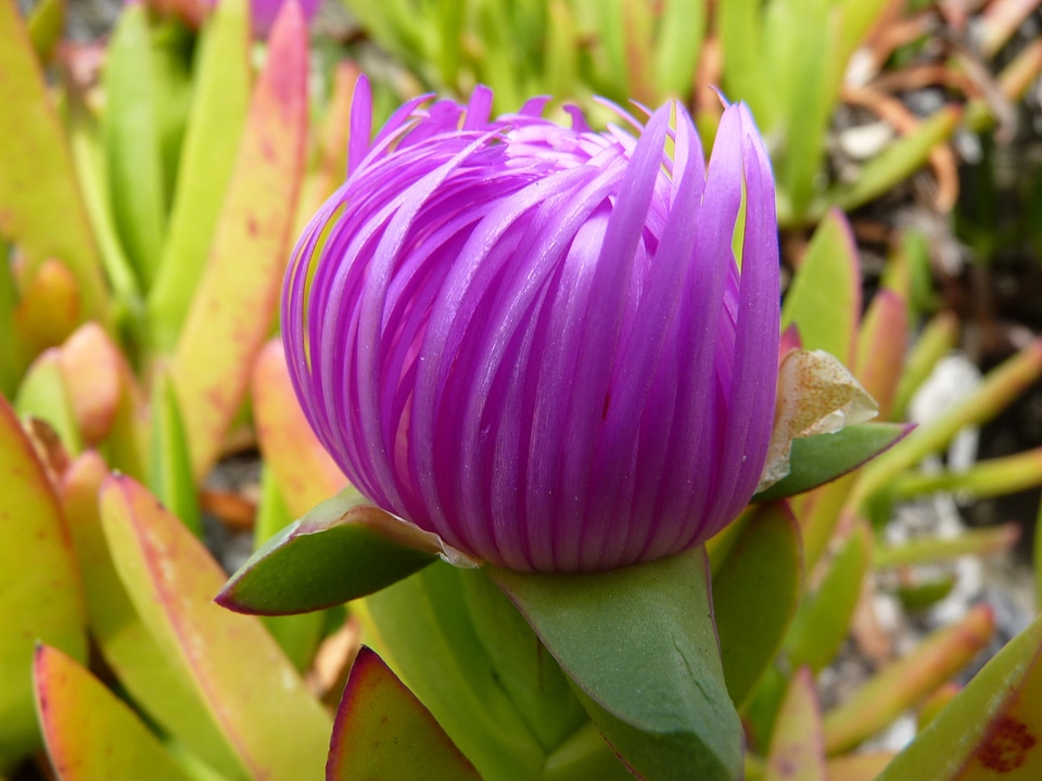 Red pink bloom